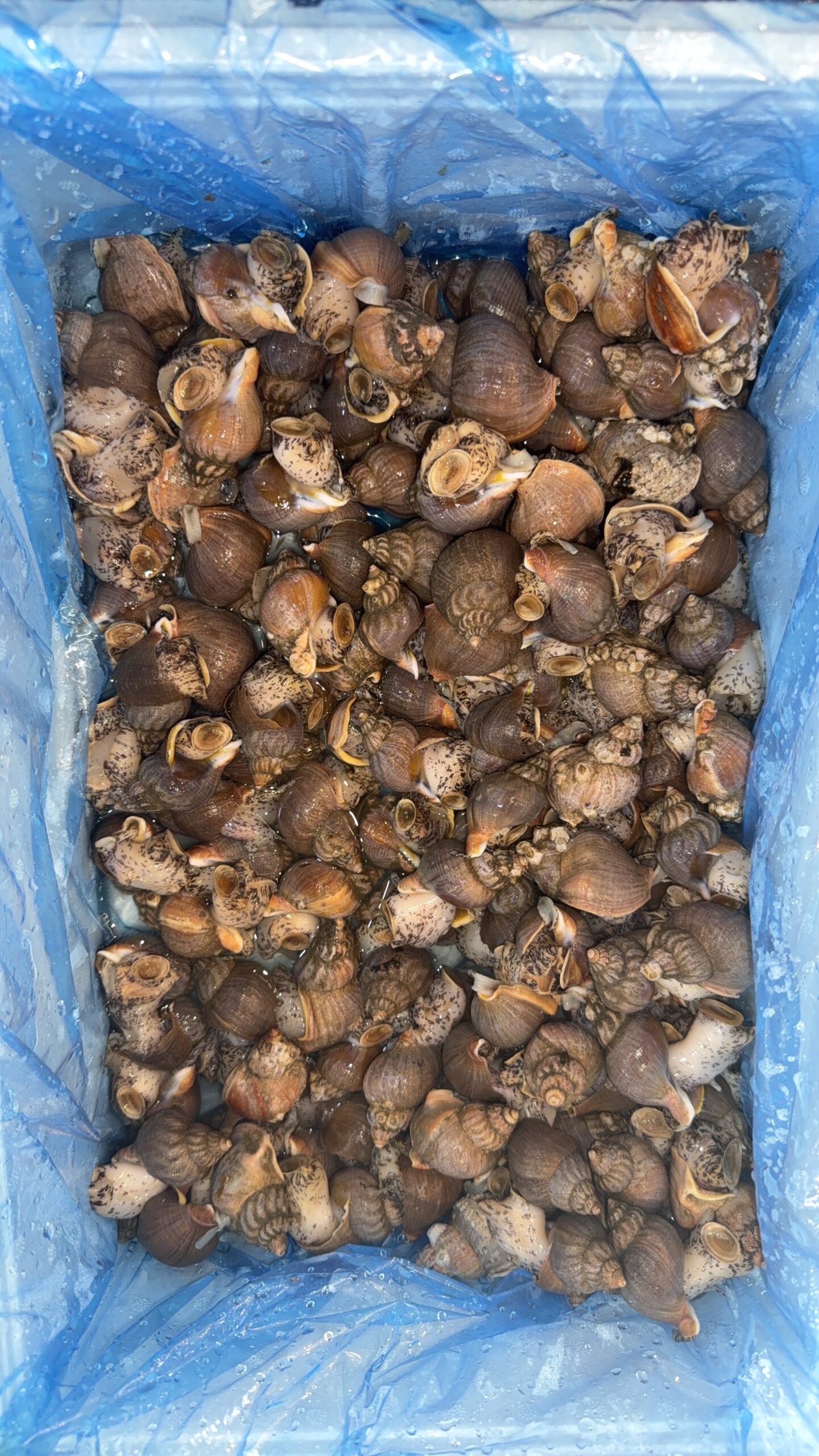 Iso Tsubugai
