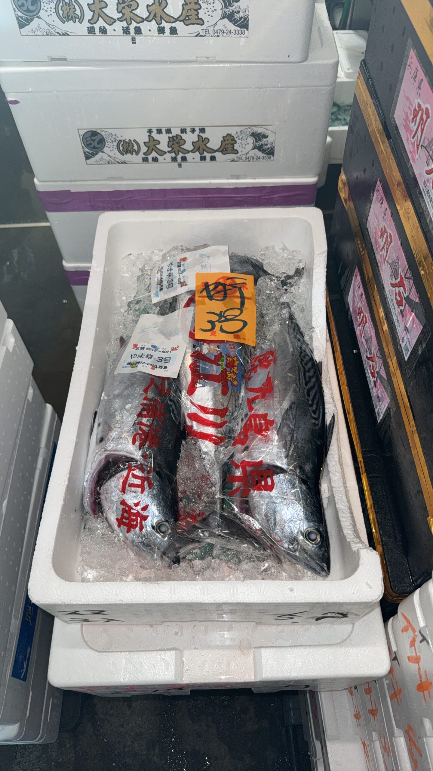 Suma Gatsuo