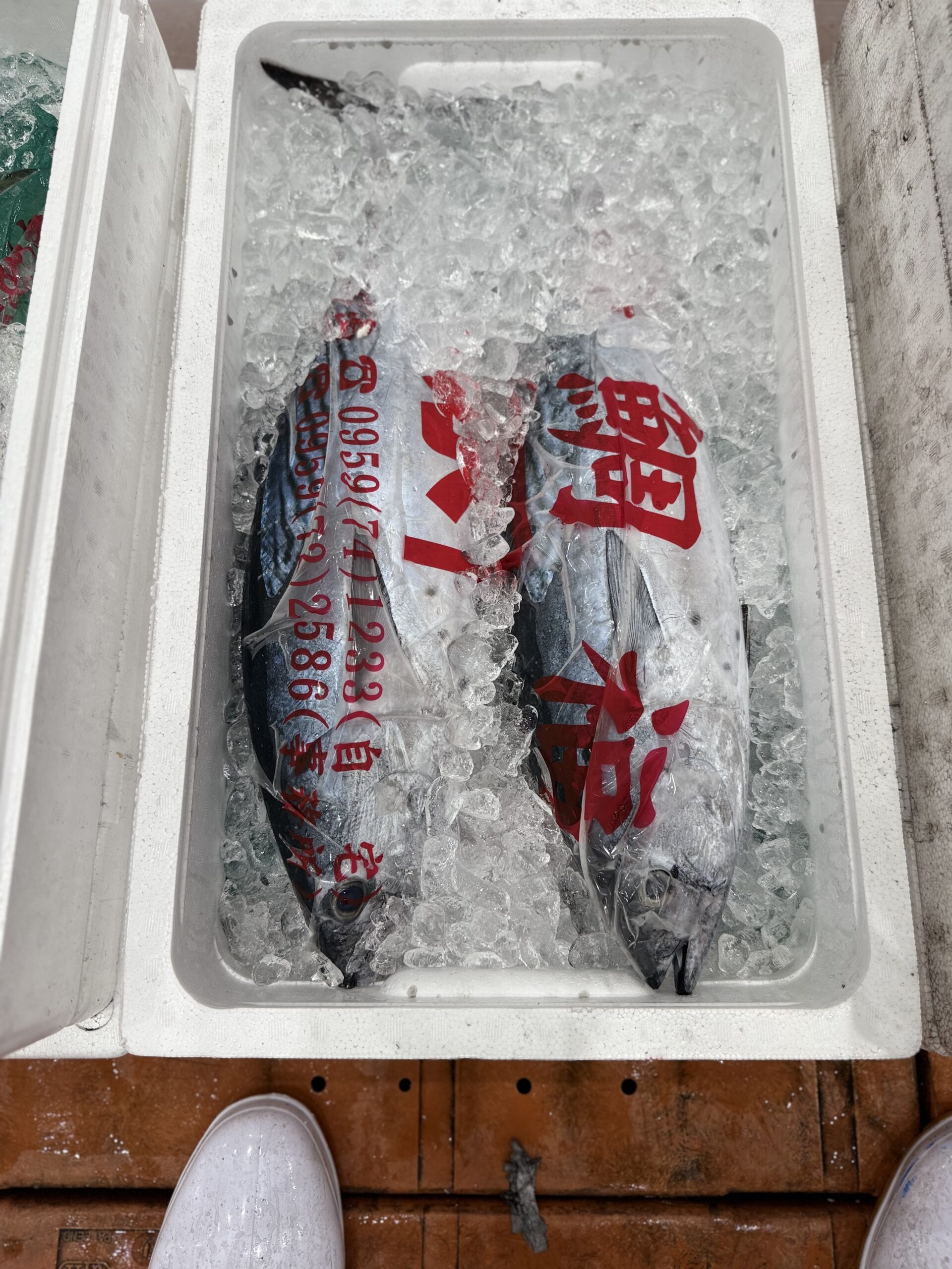 Katsuo