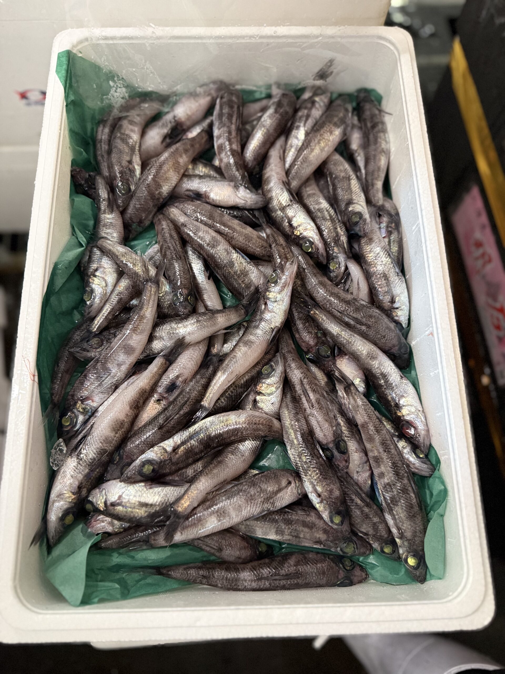 Mehikari
