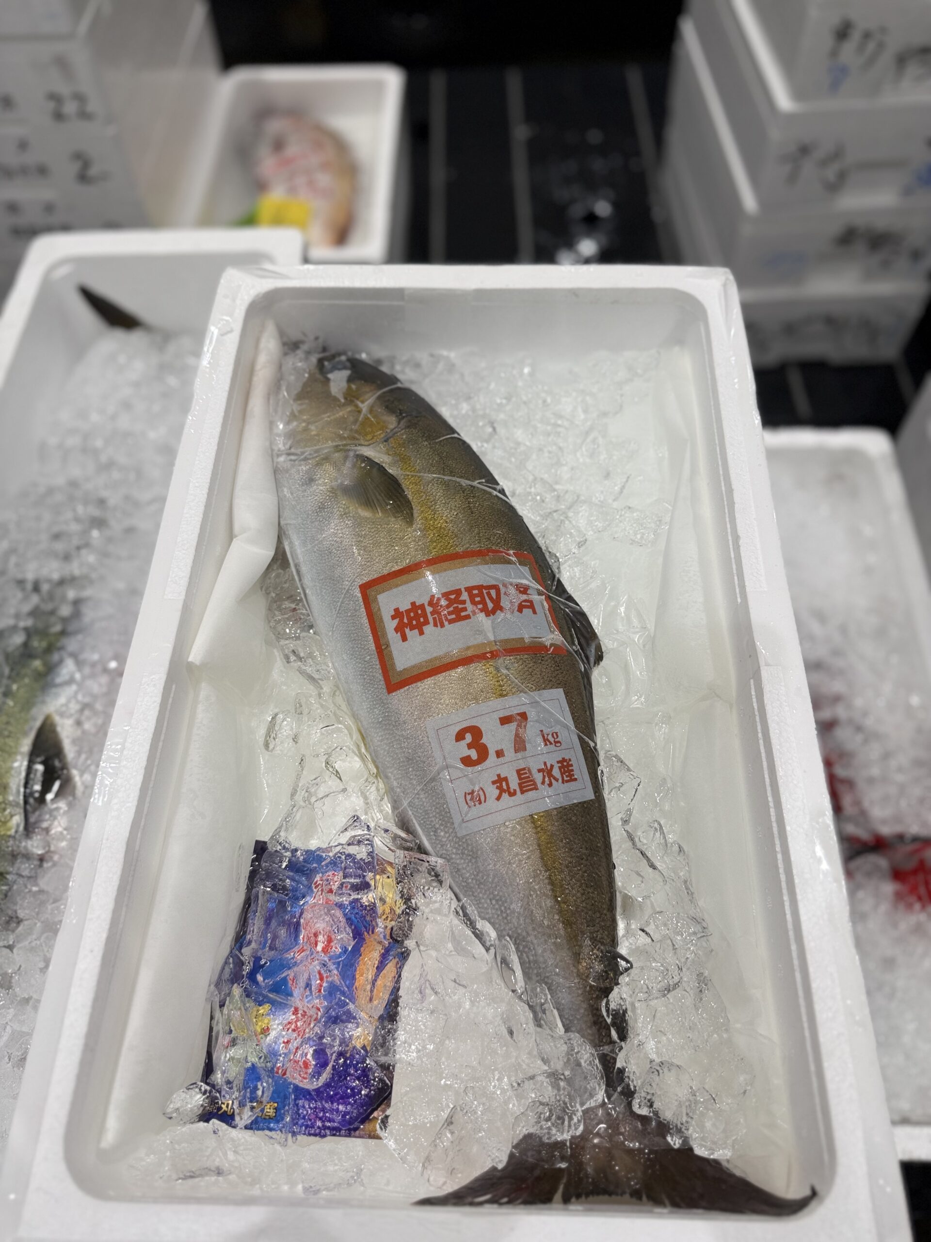 Kanpachi Wild