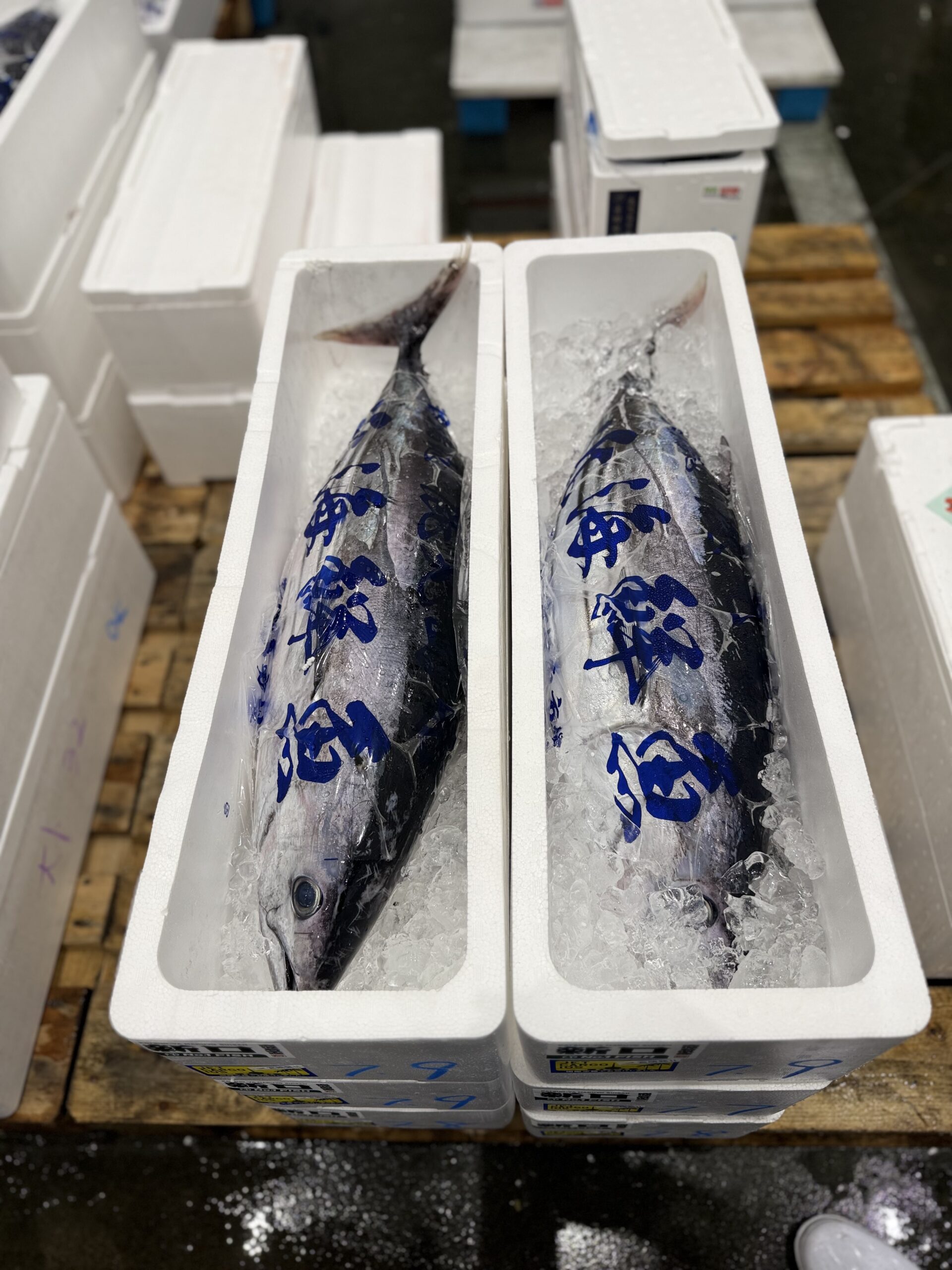 Katsuo