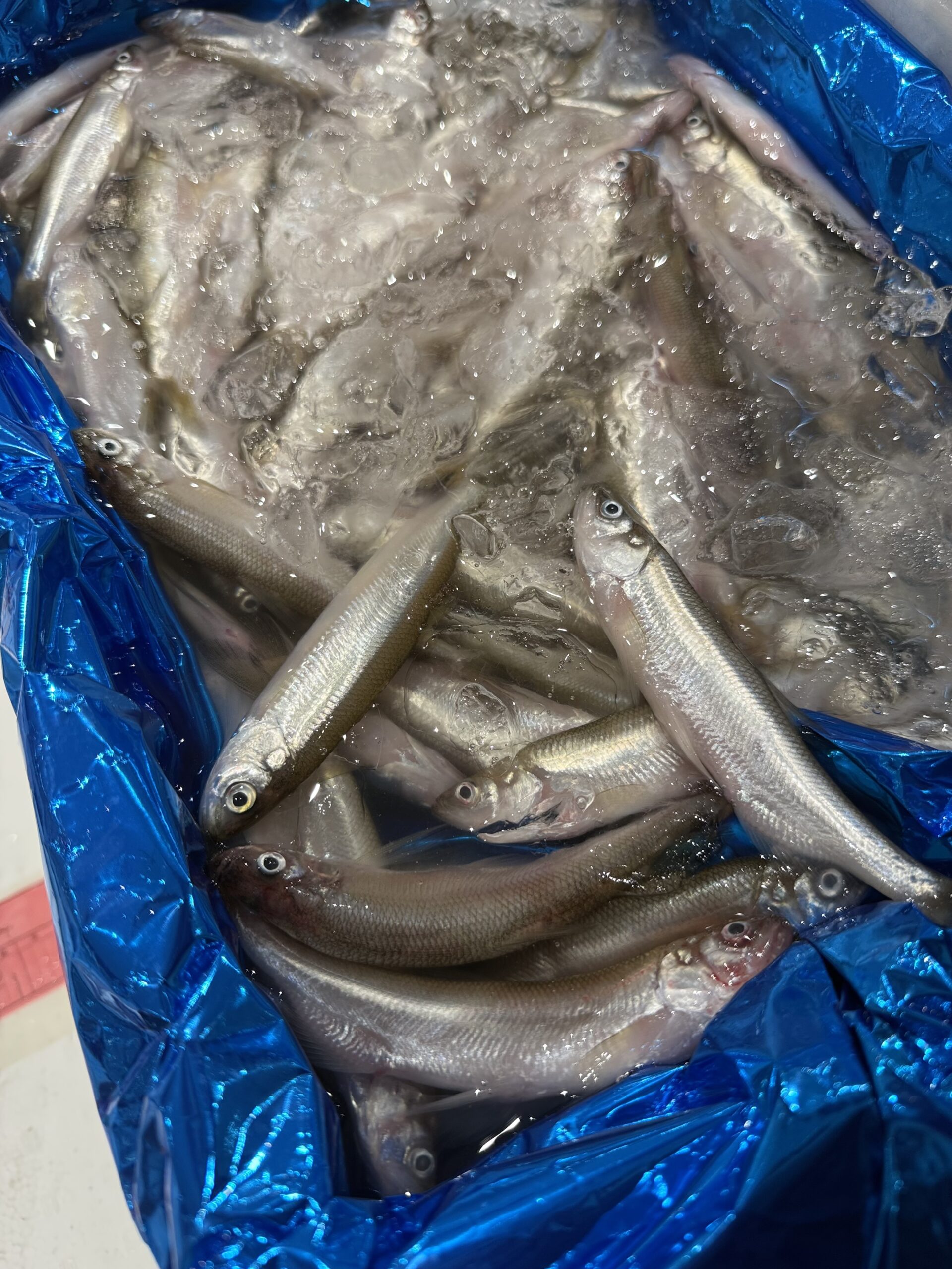 Fresh Shishamo