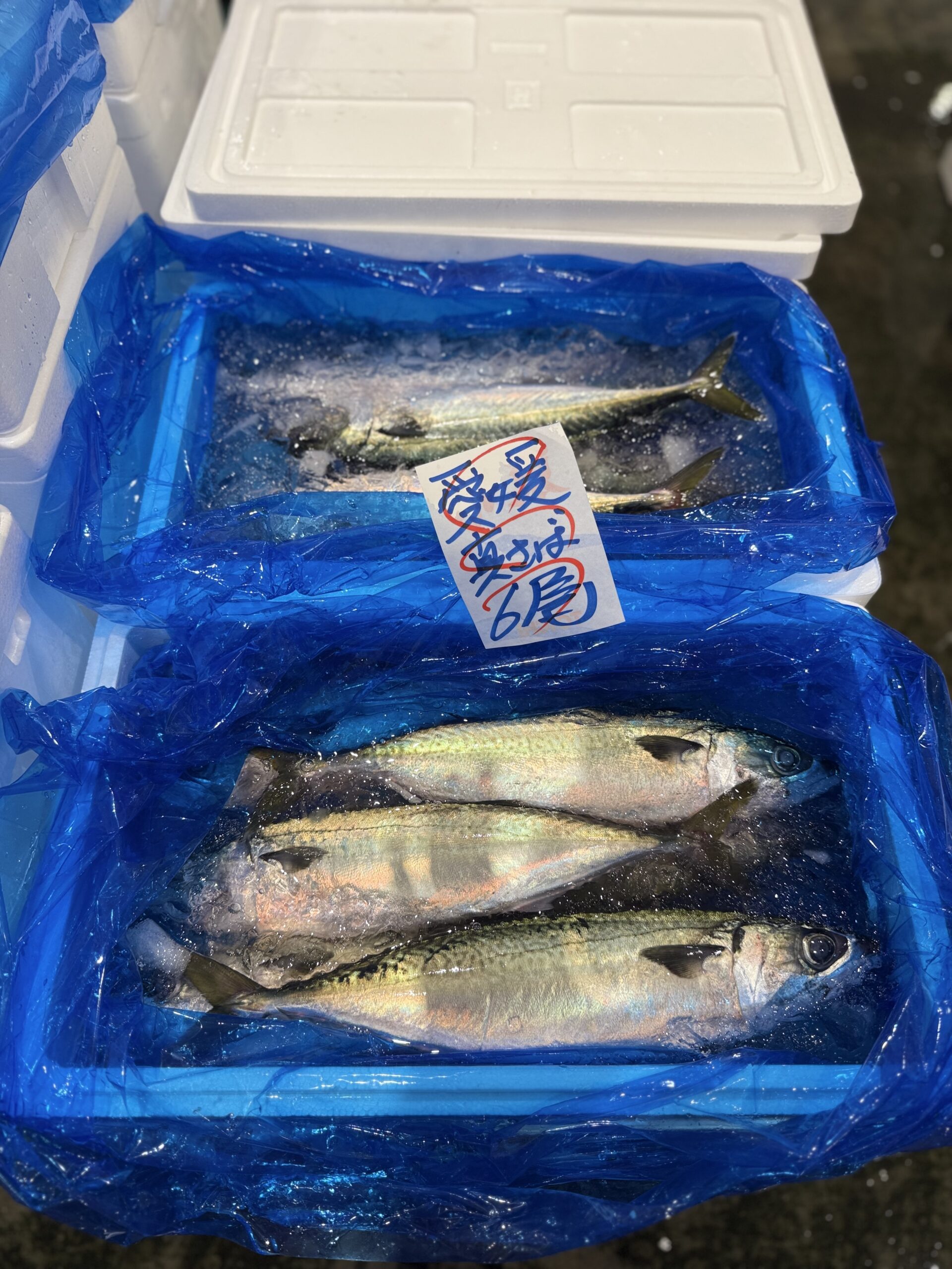 Saba