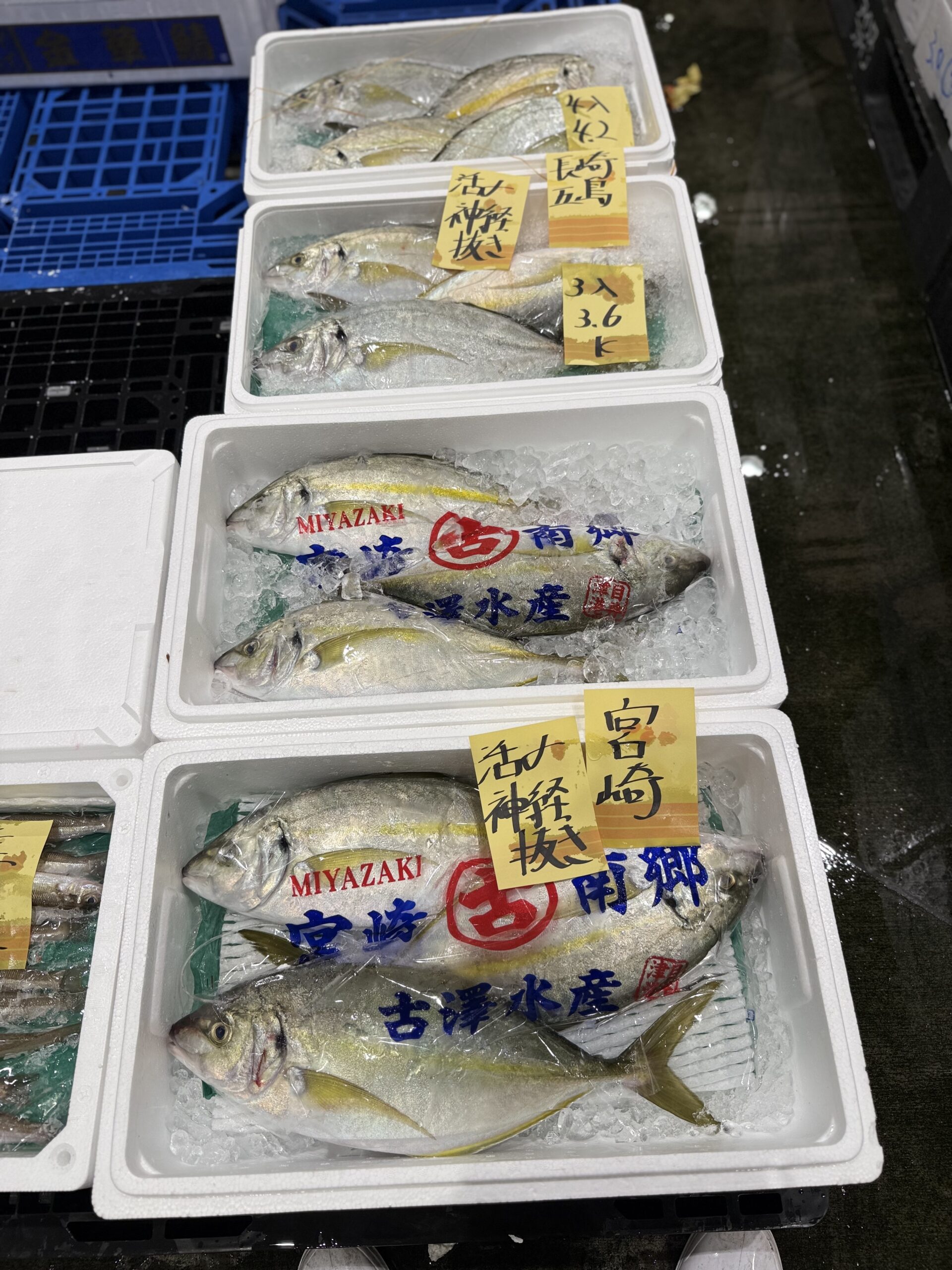 Shimaaji