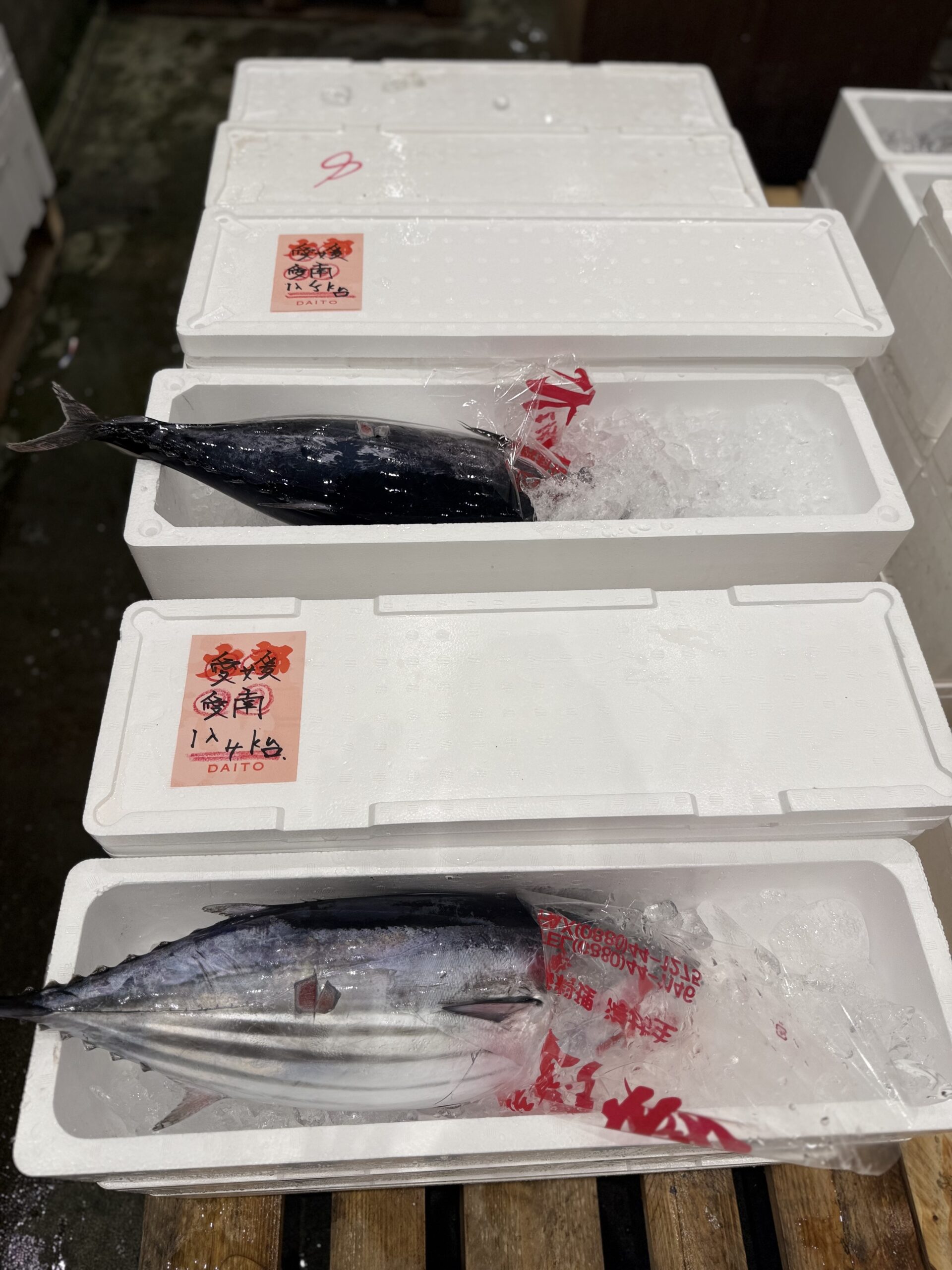 Katsuo