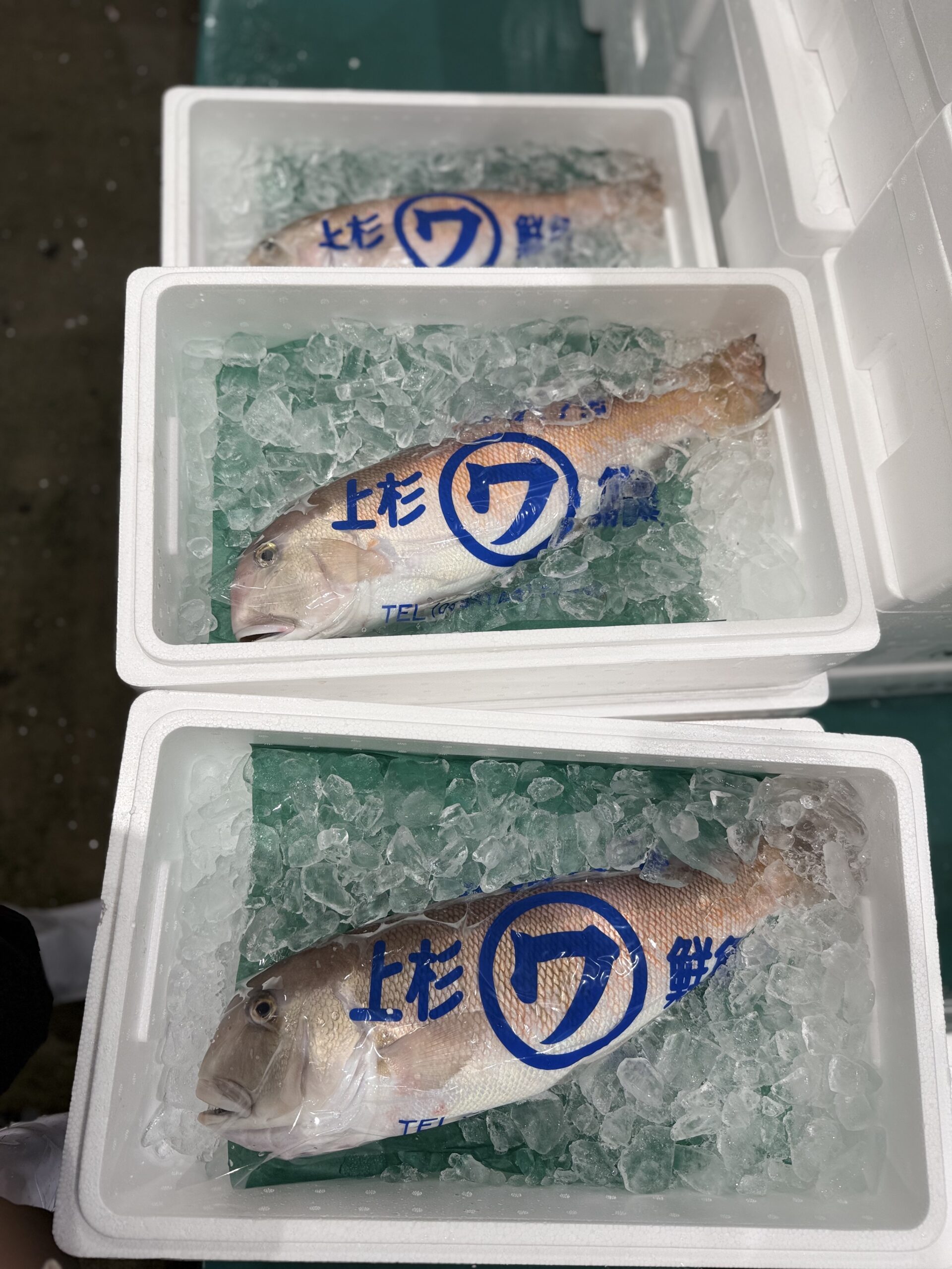 Shiroamadai/ Shirakawa